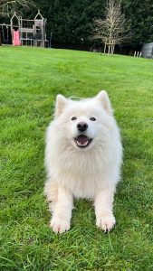 ballade canine