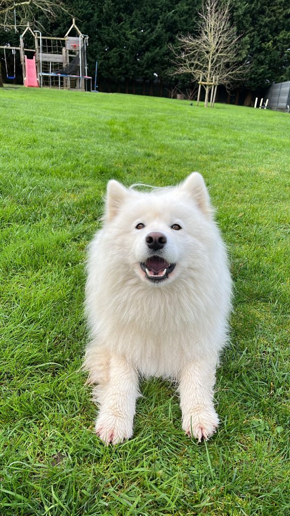 ballade canine