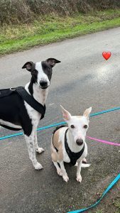 ballade canines