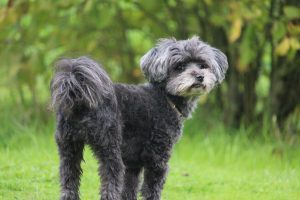 Garde d'Animaux à Domicile en Maine-et-Loire