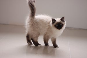 chat