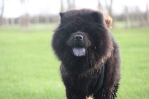 chien