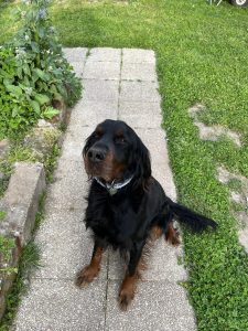 ballade canine