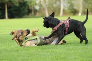 ballade canine
