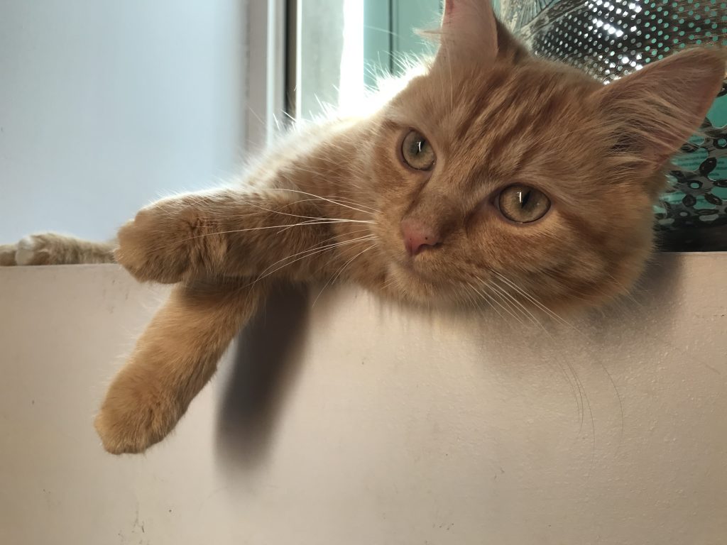 Chat 2