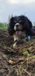 chien