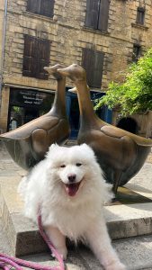 pension canine