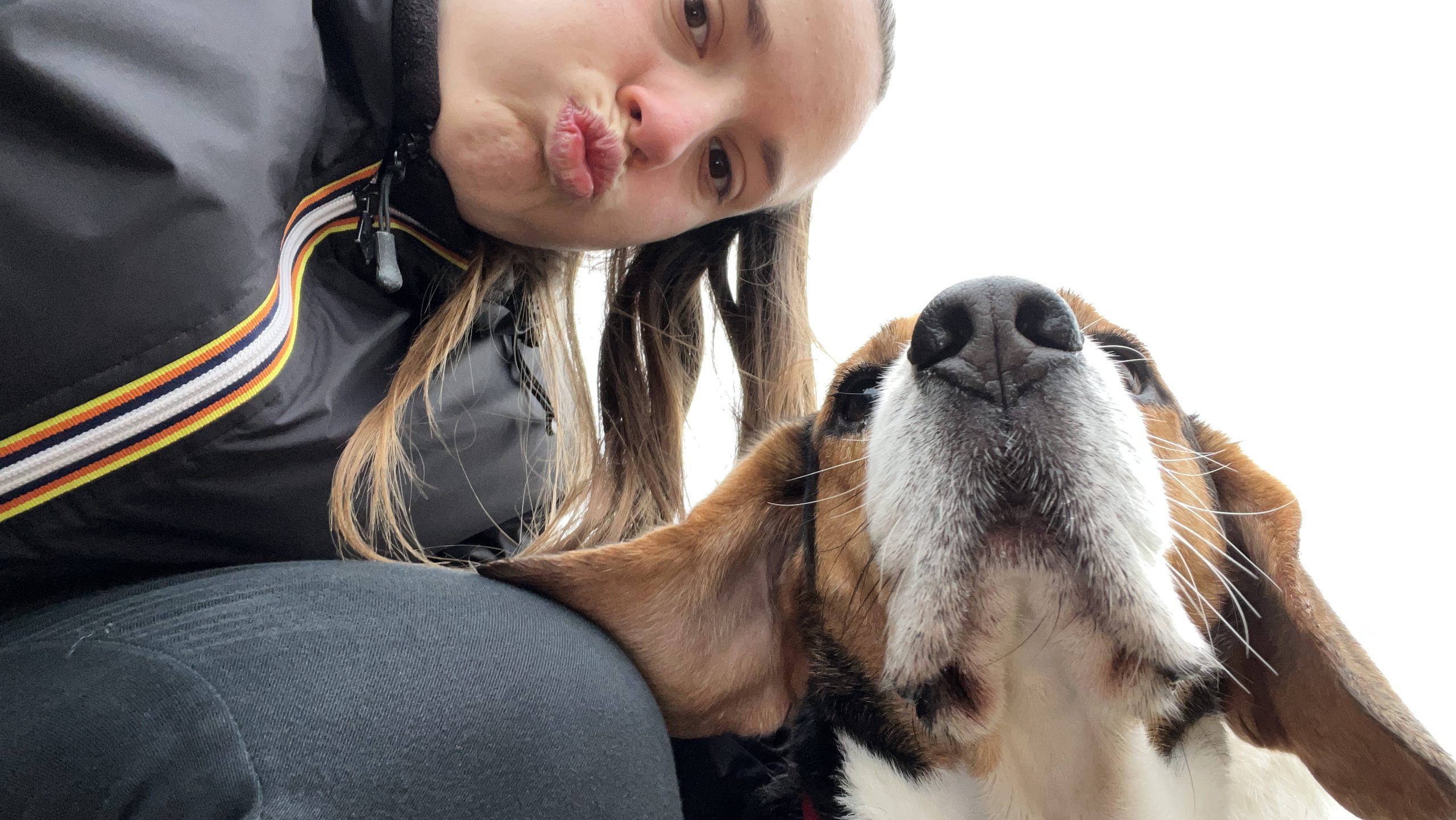 pension canine 4